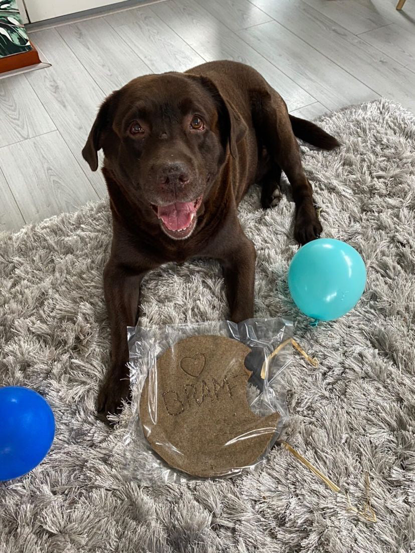 Hond met een XXL hondenkoek voor zijn verjaardag.