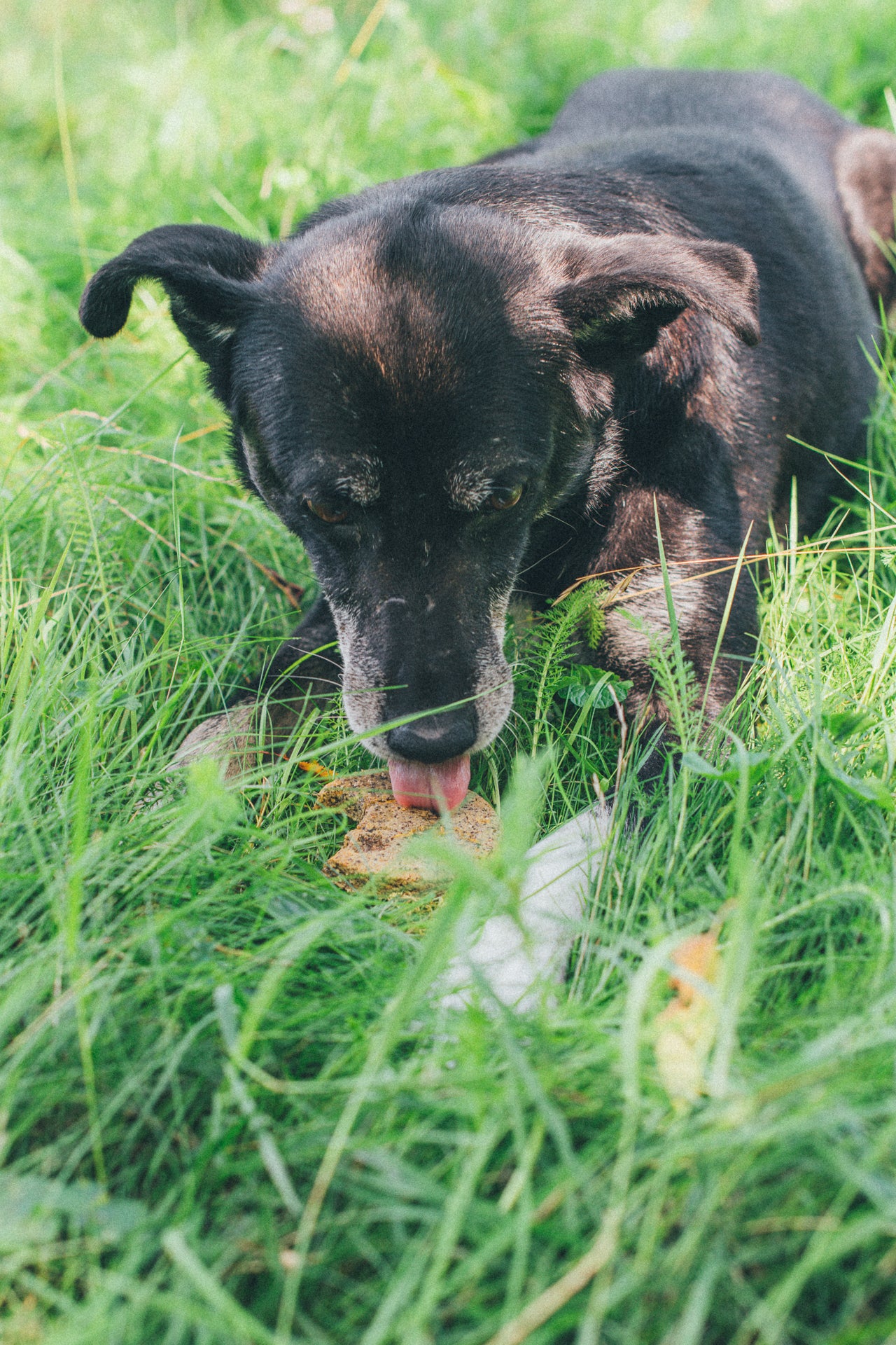 Tony de hond die van een Mr. Pooh hondenkoek geniet.