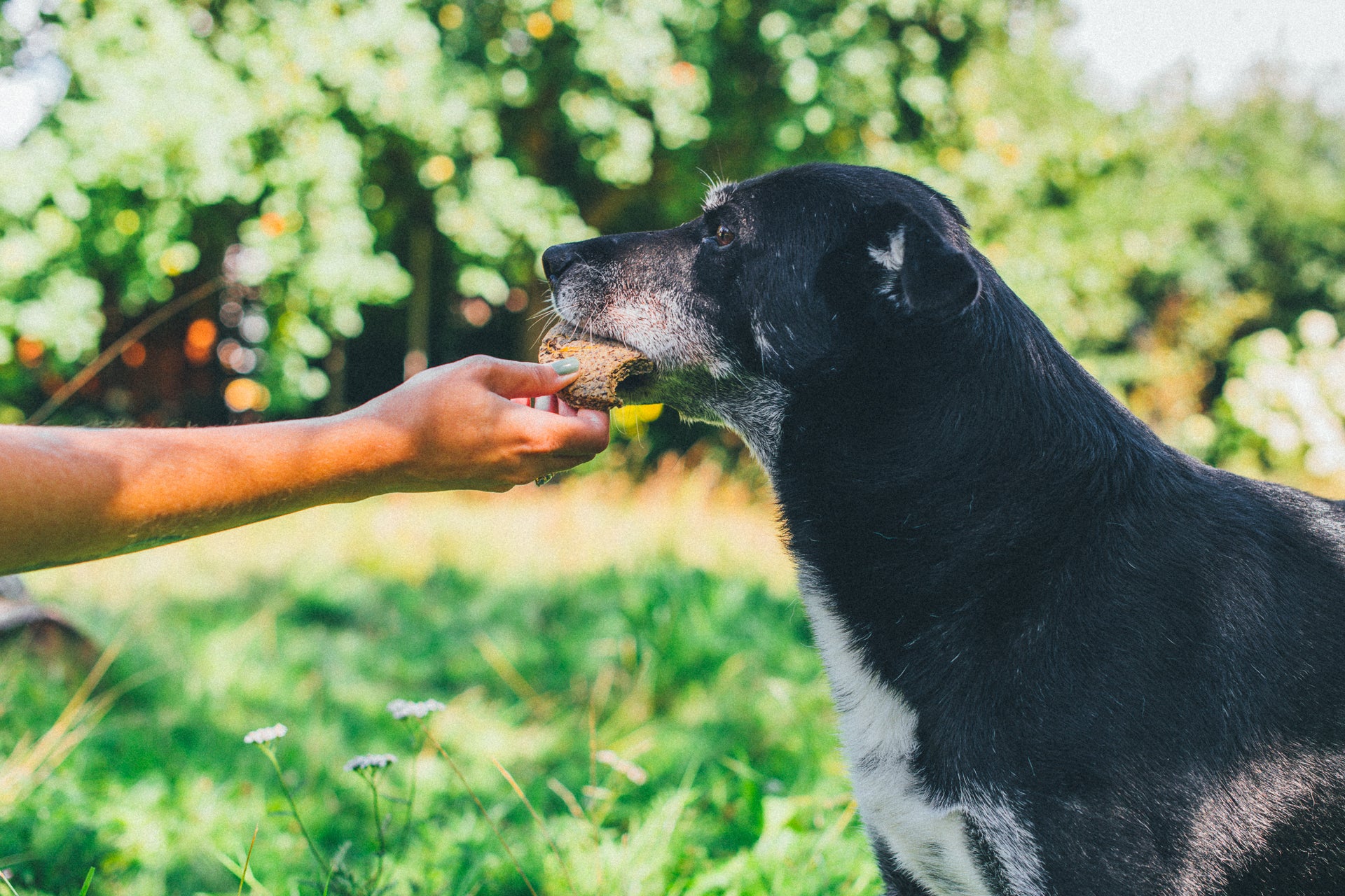 Ik geef Tony hier een Mr. Pooh hondensnack