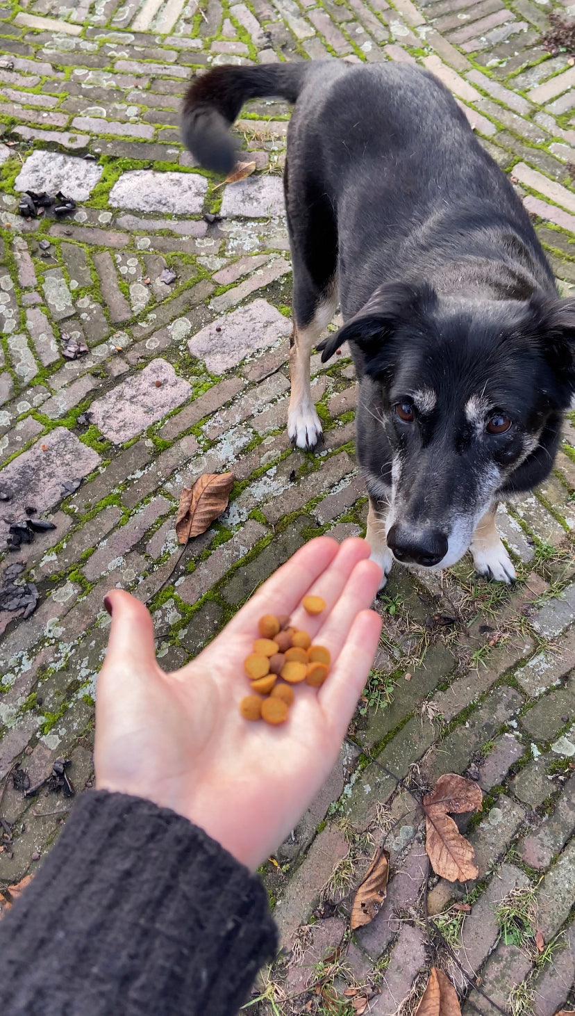 Lu kijkt naar de Puppernoten hondensnacks.